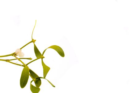 Closeup of mistletoe branch on white backgroundの写真素材