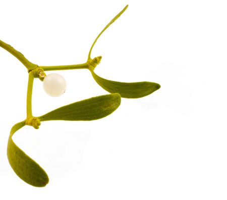 Closeup of mistletoe branch on white backgroundの写真素材