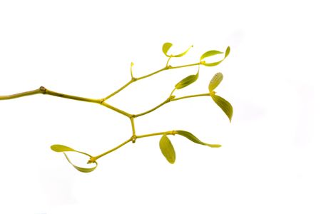Closeup of mistletoe branch on white backgroundの写真素材