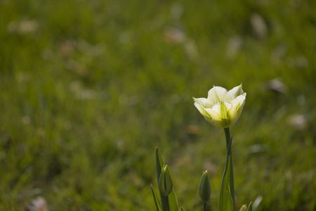 spring yellow tulips on green grass background の写真素材