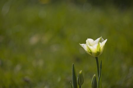 spring yellow tulips on green grass background の写真素材