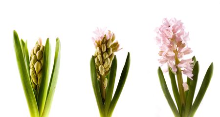 spring flower pink hyacinth on white background の写真素材
