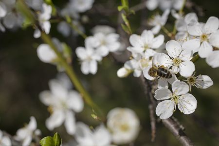 white spring apple flower on tree in garden
