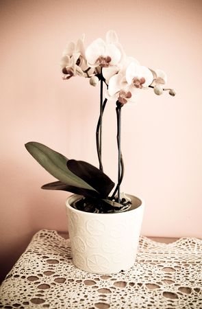 pink orchidの写真素材