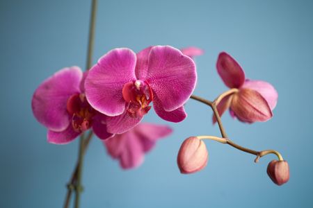 pink orchidの写真素材