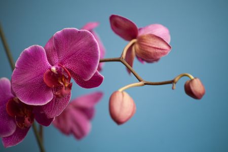 purple orchidの写真素材