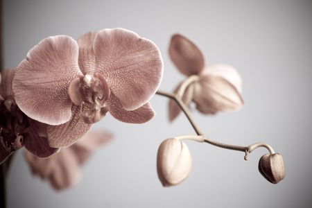 pink orchidの写真素材