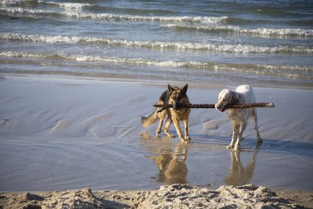 english setter and german shepherd  on sand beach coast in Polandの写真素材