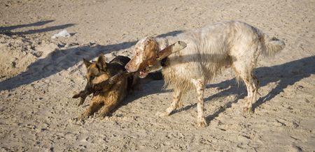 english setter and german shepherd  on sand beach coast in Polandの写真素材