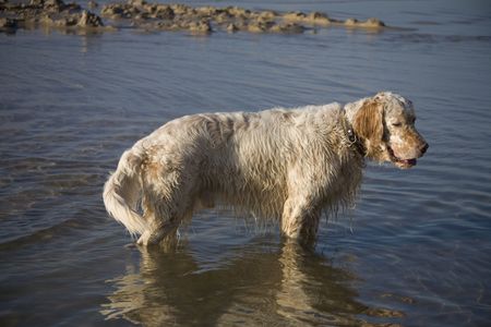 english setter on sand beach coast in Polandの写真素材