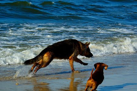 dachshund and german shepherd on sand beach coast in Polandの写真素材