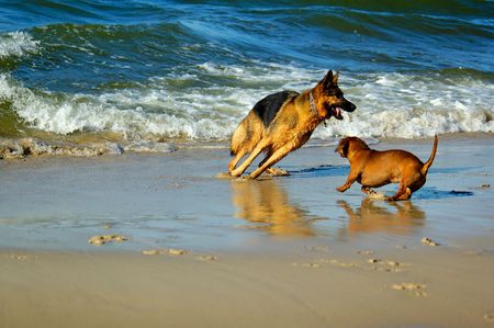 dachshund and german shepherd on sand beach coast in Polandの写真素材