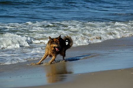 german shepherd  on sand beach coast in Polandの写真素材