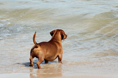 dachshund on sand beach coast in Polandの写真素材