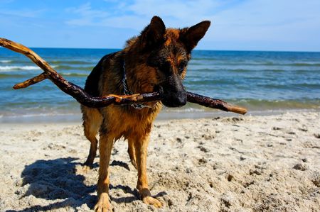 german shepherd  on sand beach coast in Polandの写真素材