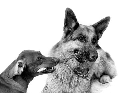 dachshund and german shepherd on sand beach coast in Polandの写真素材