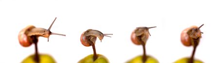 Snail in a hurry on white backgroundの写真素材