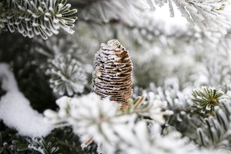 Big Pine Cone on the tree covered with snowの写真素材