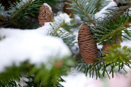 big Pine Cone on the tree covered with snowの写真素材