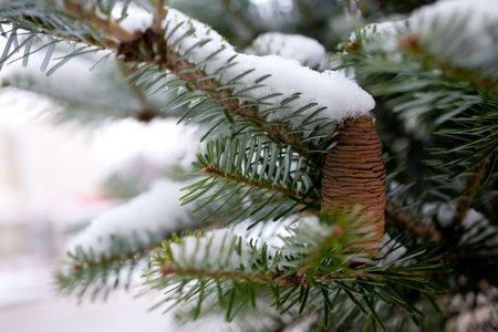 Big Pine Cone on the tree covered with snowの写真素材