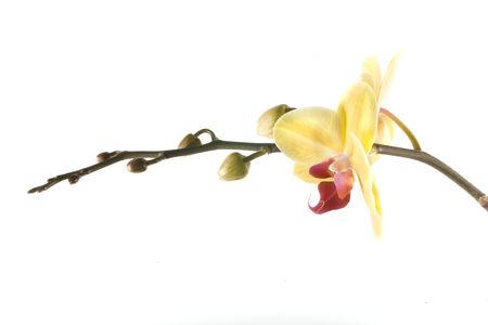 yellow orange flower orchid on white backgroundの写真素材