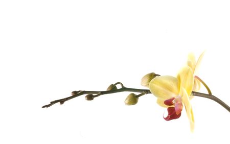 yellow orange flower orchid on white backgroundの写真素材