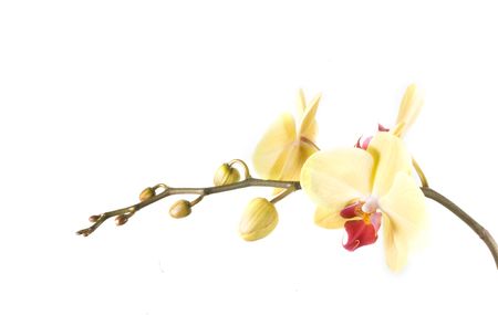 yellow orange flower orchid on white backgroundの写真素材