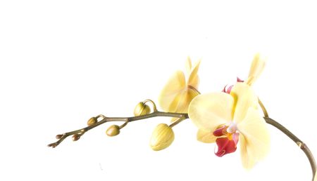 yellow orange flower orchid on white backgroundの写真素材