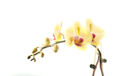 yellow orange flower orchid on white backgroundの写真素材