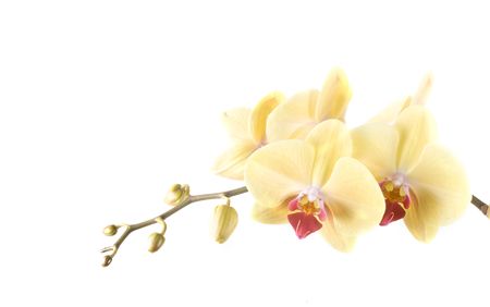 yellow orange flower orchid on white backgroundの写真素材