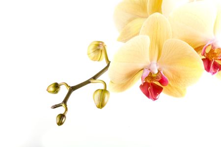 yellow orange flower orchid on white backgroundの写真素材