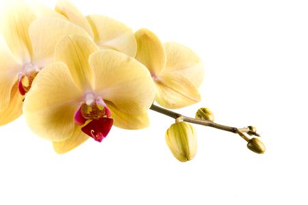 yellow orange flower orchid on white backgroundの写真素材
