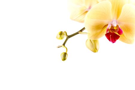 yellow orange flower orchid on white backgroundの写真素材