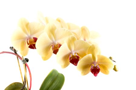 yellow orange flower orchid on white backgroundの写真素材