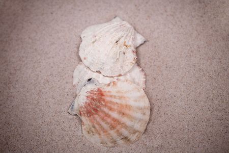 small white shell on beige sand background  の写真素材
