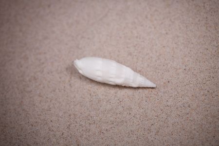 small white shell on beige sand background sepiaの写真素材