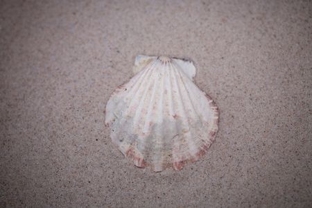 small white shell on beige sand background  の写真素材