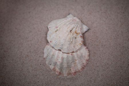 small white shell on beige sand background  