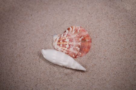small white shell on beige sand background  の写真素材