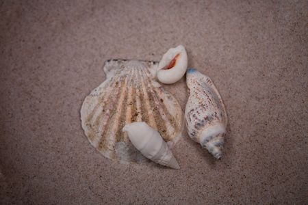 small white shell on beige sand background  の写真素材