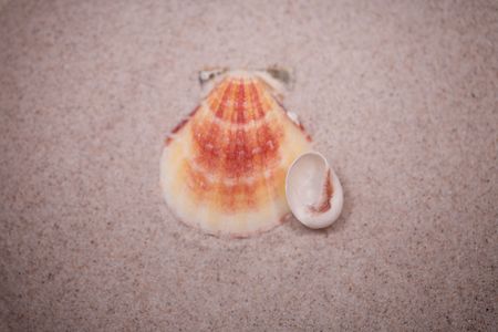 small white shell on beige sand background  の写真素材