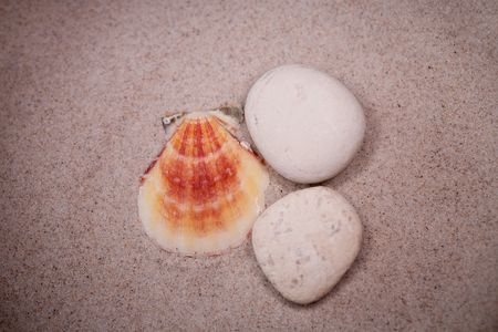 small white shell on beige sand background  の写真素材
