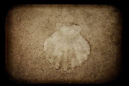 small white shell on beige sand background sepiaの写真素材
