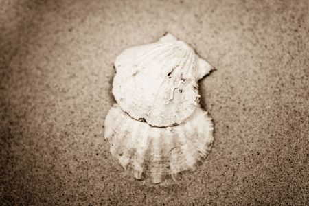 small white shell on beige sand background  の写真素材