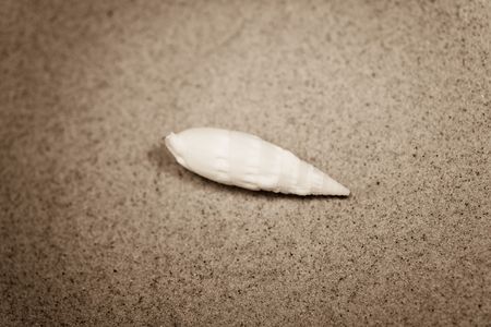 small white shell on beige sand background sepiaの写真素材
