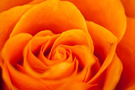 Close up of rose,some parts are blurry,and others sharpの写真素材