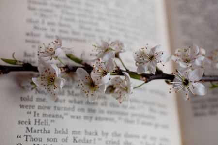 flower apple tree and book backgroundの写真素材
