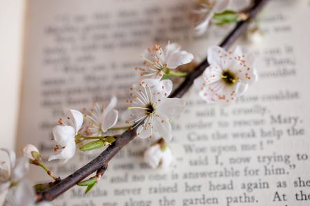 flower apple tree and book backgroundの写真素材