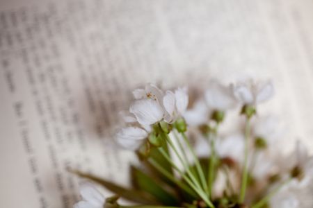 flower apple tree and book backgroundの写真素材