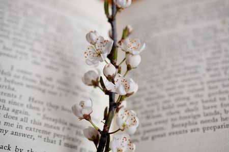 flower apple tree and book backgroundの写真素材